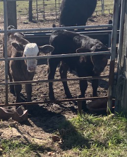 Bred heifers, Cows & Pairs for sale